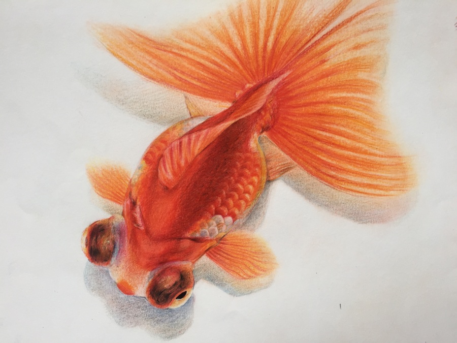 壹壹兔子的彩铅练习|绘画习作|插画|壹壹兎子 -