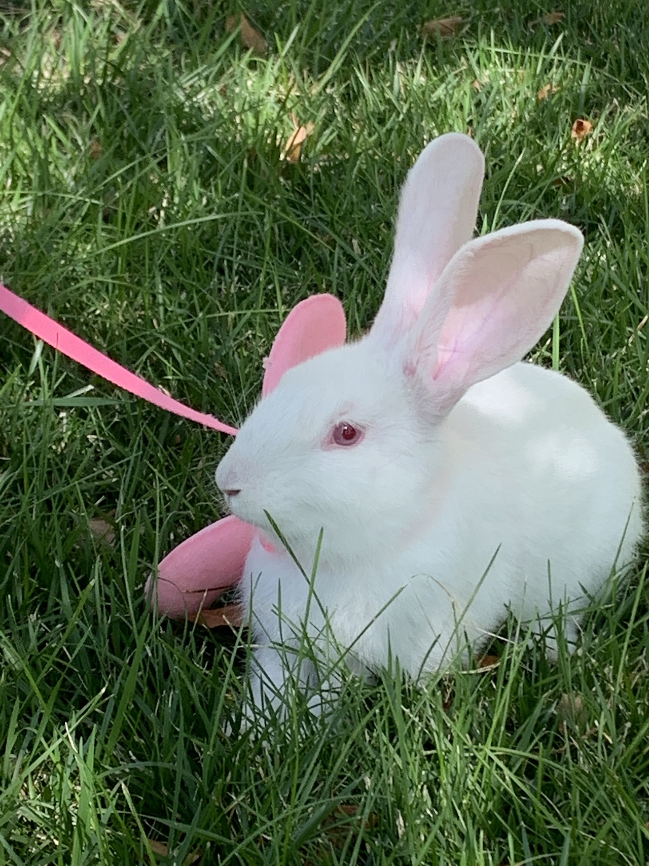 草坪&大白兔