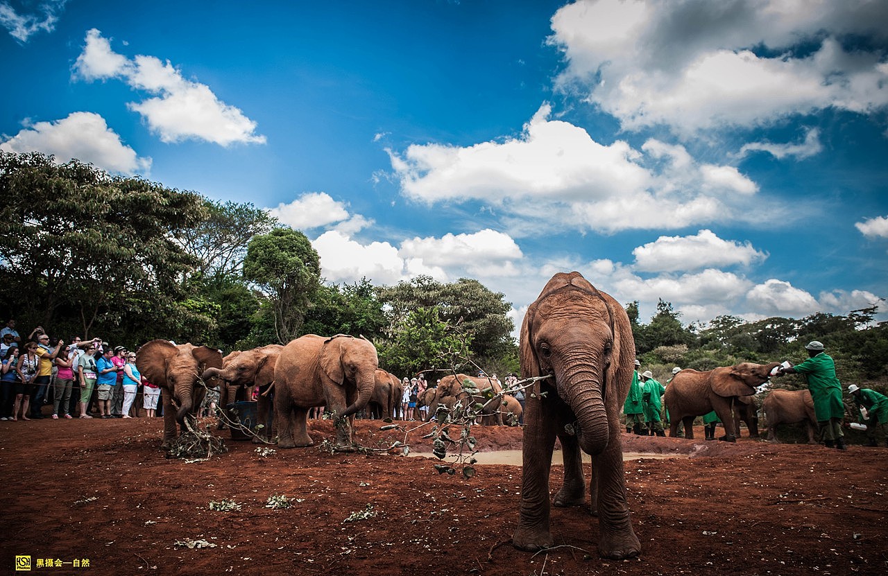 壁纸 大象家族，非洲，草地，蓝天 1920x1080 Full HD 2K 高清壁纸, 图片, 照片