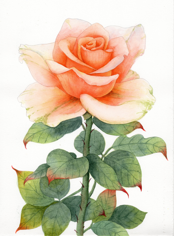 手绘水彩玫瑰花的进化历程