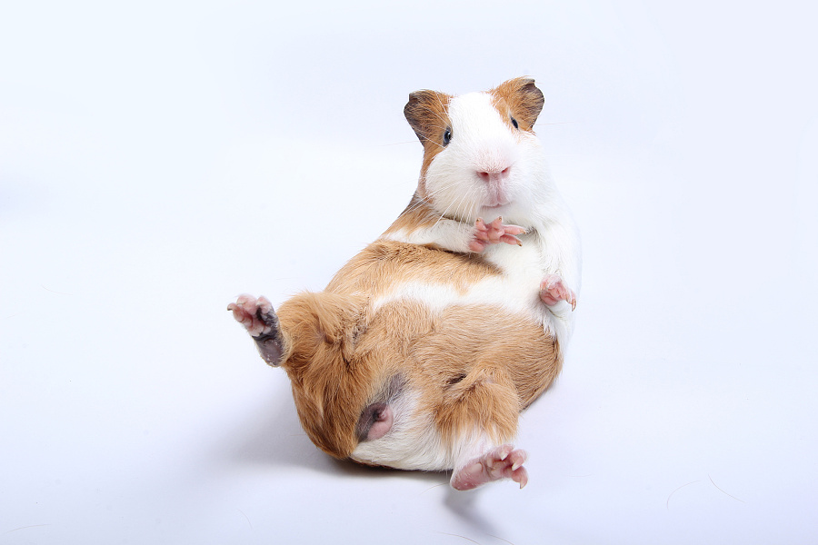 吖吉大人的叽叽豚鼠(荷兰猪)|宠物\/动物|摄影|吖