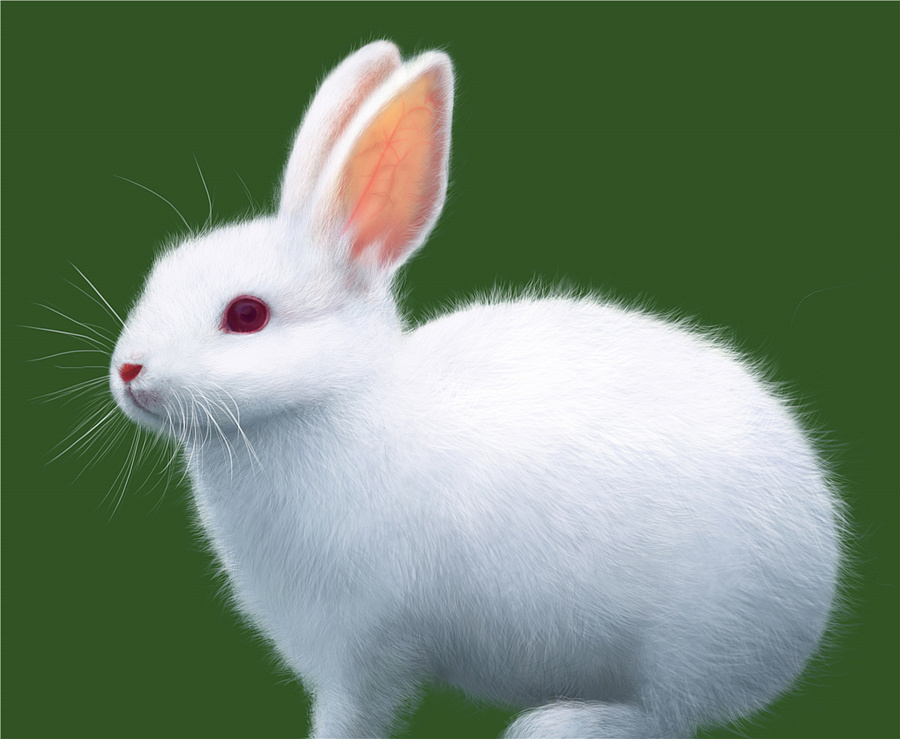 一只白兔子分别和灰兔子黑兔子 睡了 结果生了只小兔子 问 小兔子什么颜色?