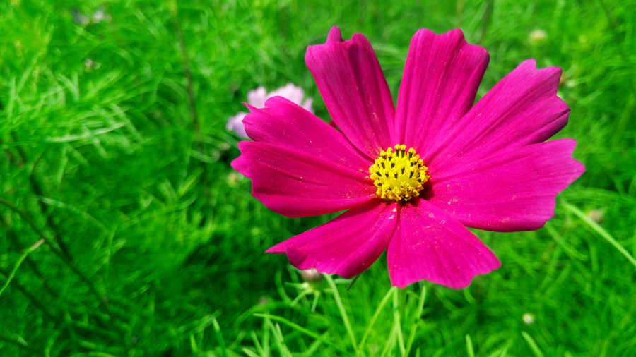 格桑花开,向阳生长|风光|摄影|悲伤者的旋律 - 原