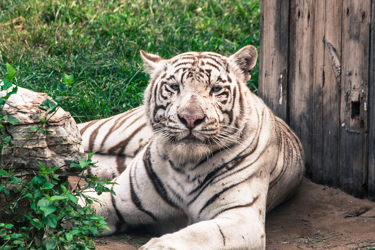 动物世界-北京野生动物园