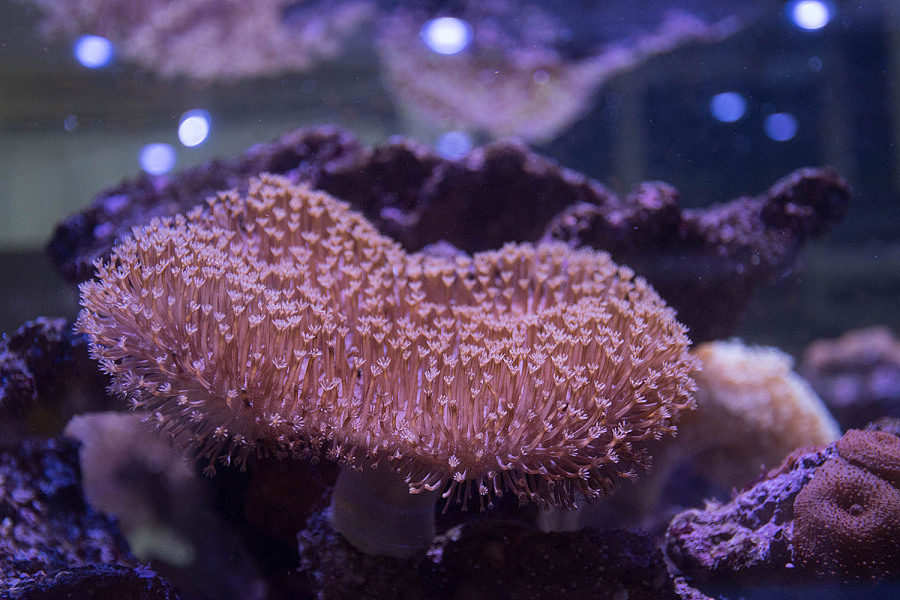 在库的珊瑚