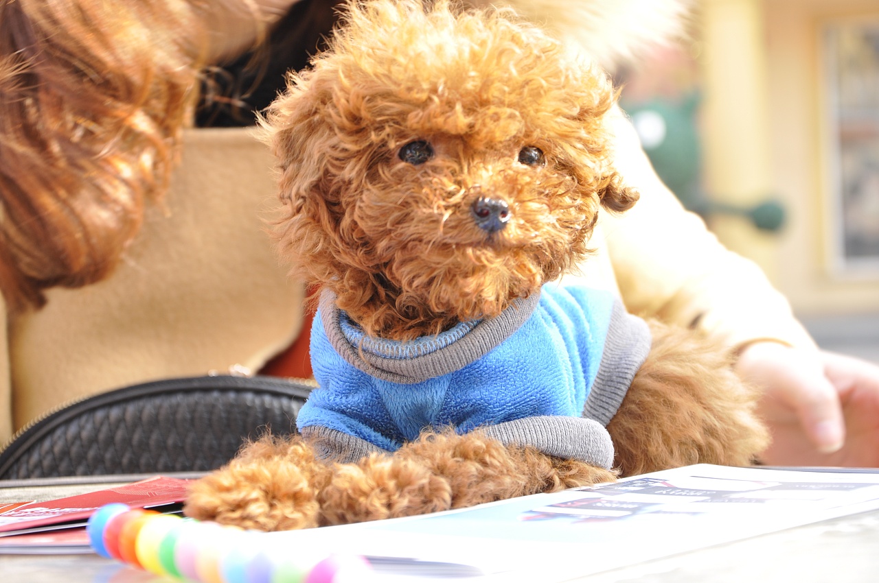 萝莉与小泰迪|摄影|人像|yazi721521 - 原创作品 - 站酷 (ZCOOL)