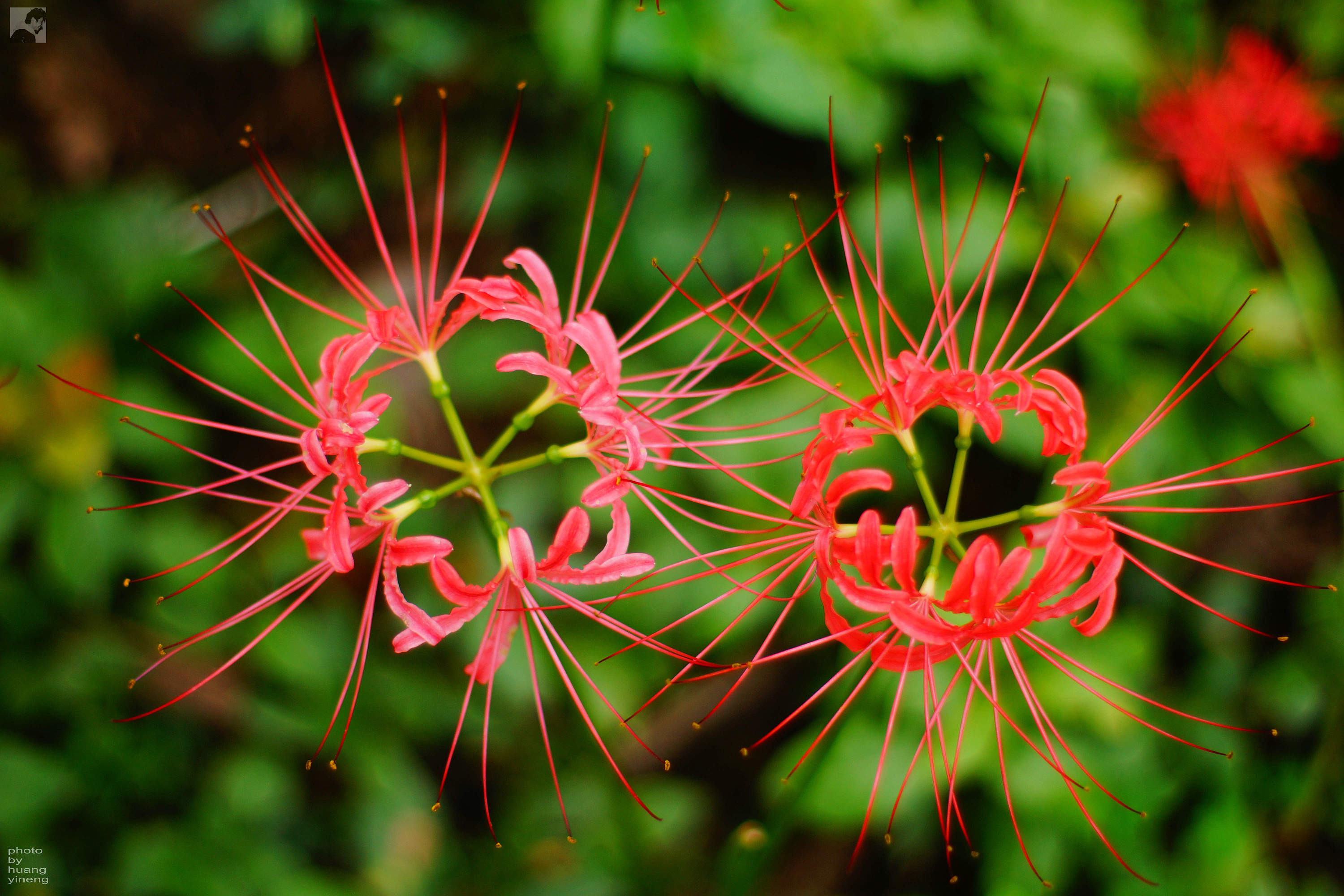 无锡青山公园彼岸花