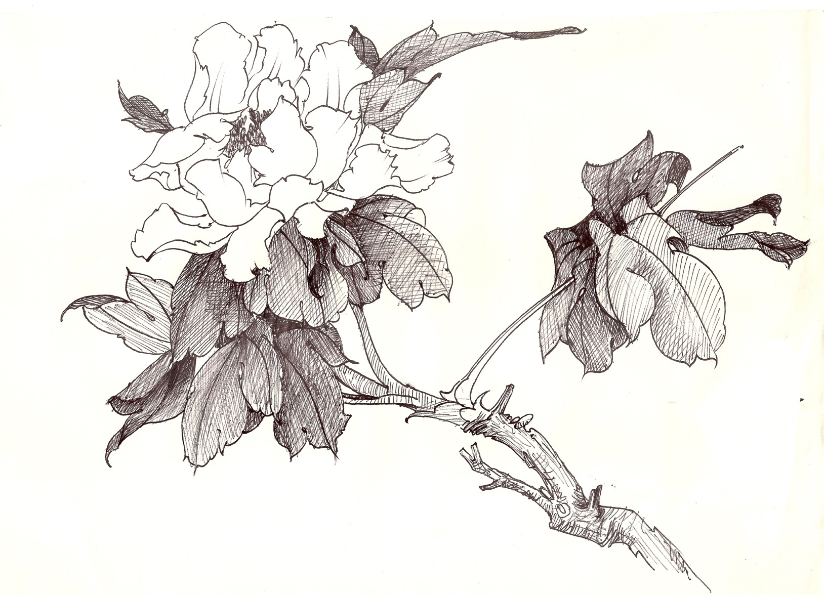 用钢笔和圆珠笔勾画的花鸟画白描稿|插画|插画习作|chinatown_art - 原创作品 - 站酷 (ZCOOL)