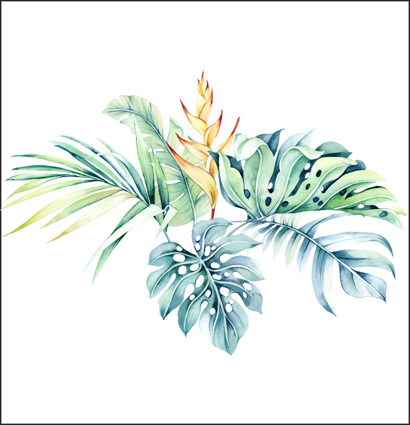 水彩,热带植物|插画|商业插画|染九木lh - 原创作品
