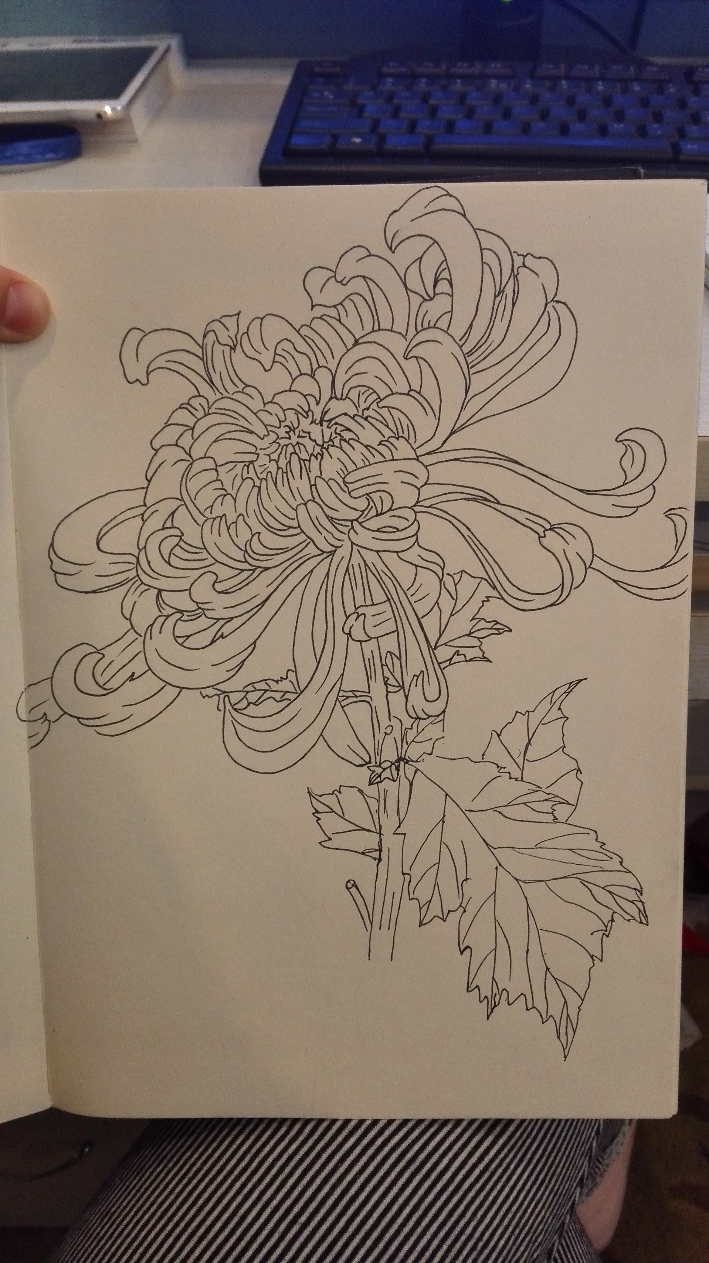 线描植物-菊花
