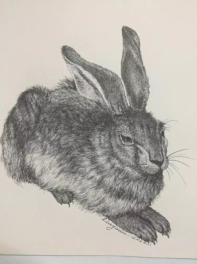 钢笔临摹丢勒的兔子