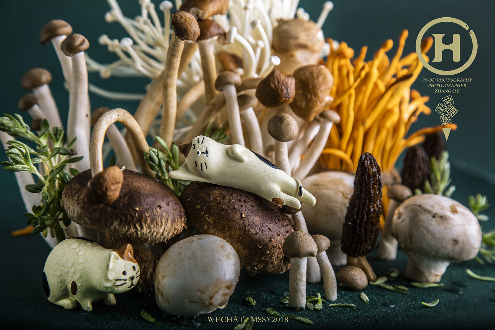 chi-菌菇.藏在陆地的一片珊瑚海
