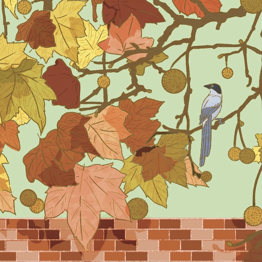《秋季的梧桐树与餐厅|插画|商业插画|鱼类摸骨推拿 原创作品