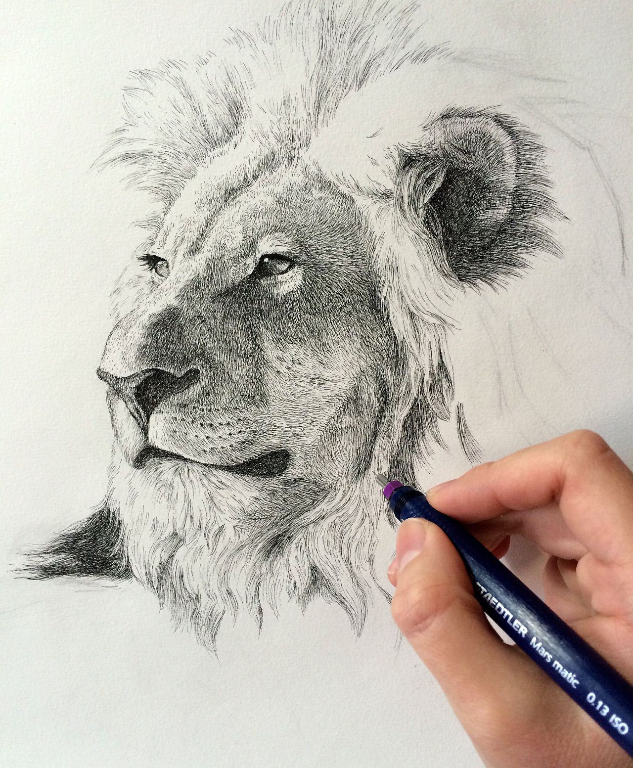 钢笔画狮子