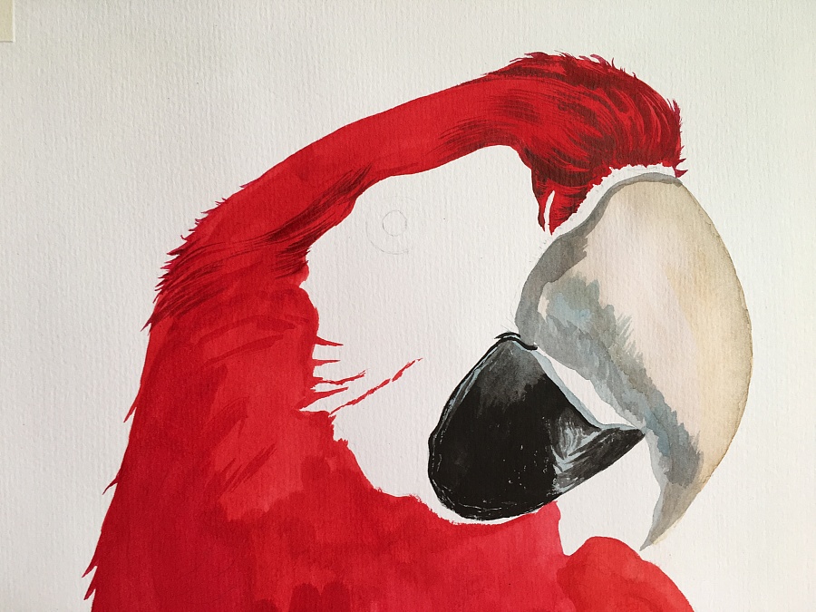 安南远进红鹦鹉,色似桃花语似人.|水彩|纯艺术|