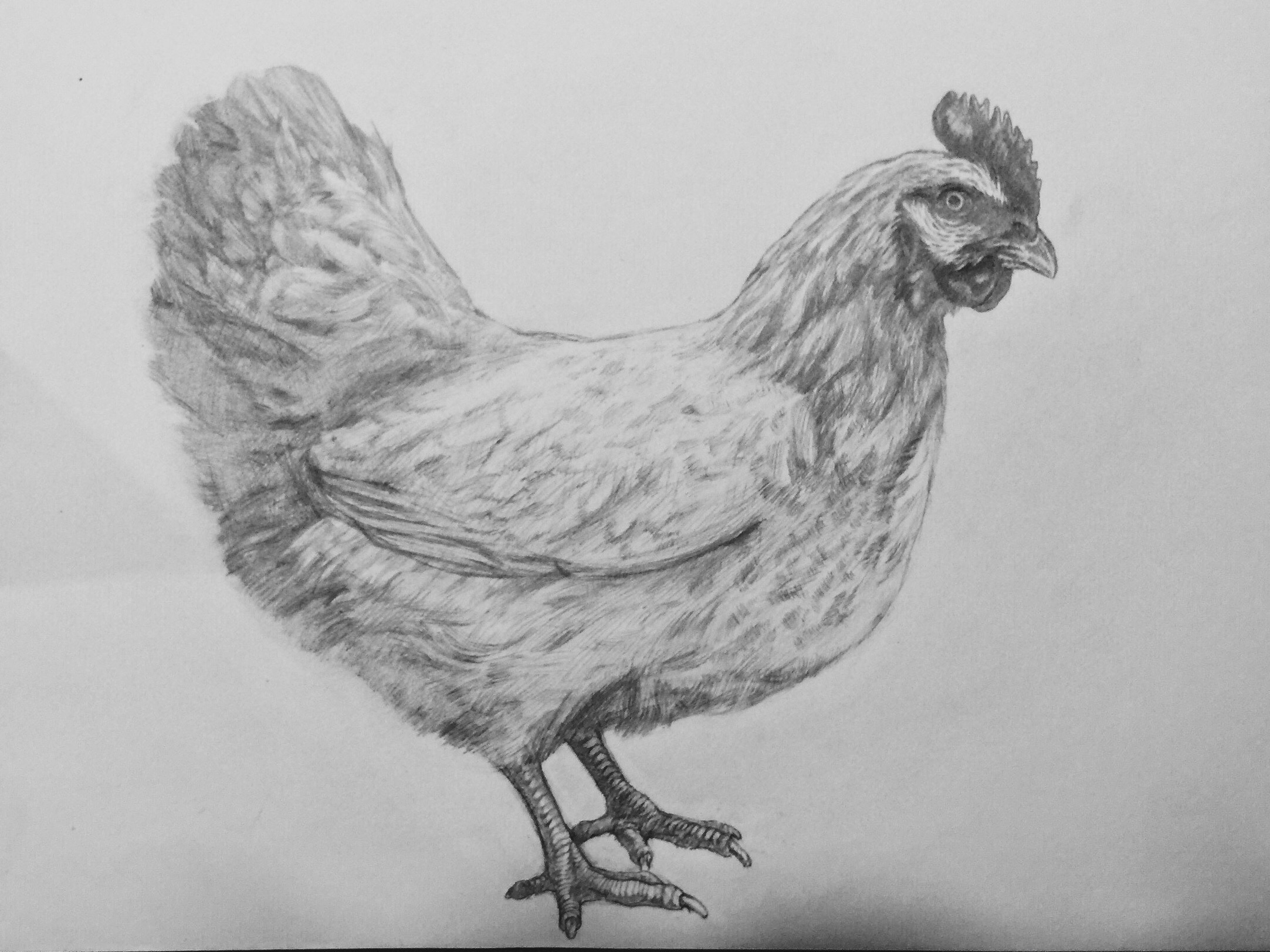 画个鸡 
