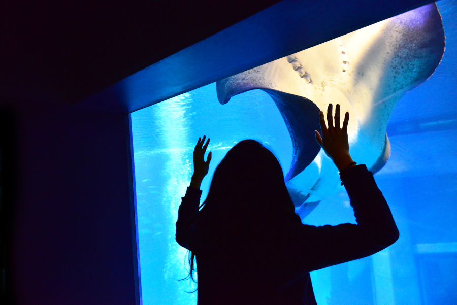 日本-大阪-海洋馆|游记|摄影|猪小壮 - 原创设计作