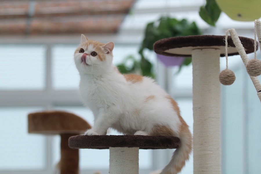 第一次尝试拍小猫崽子们|宠物\/动物|摄影|猫达人