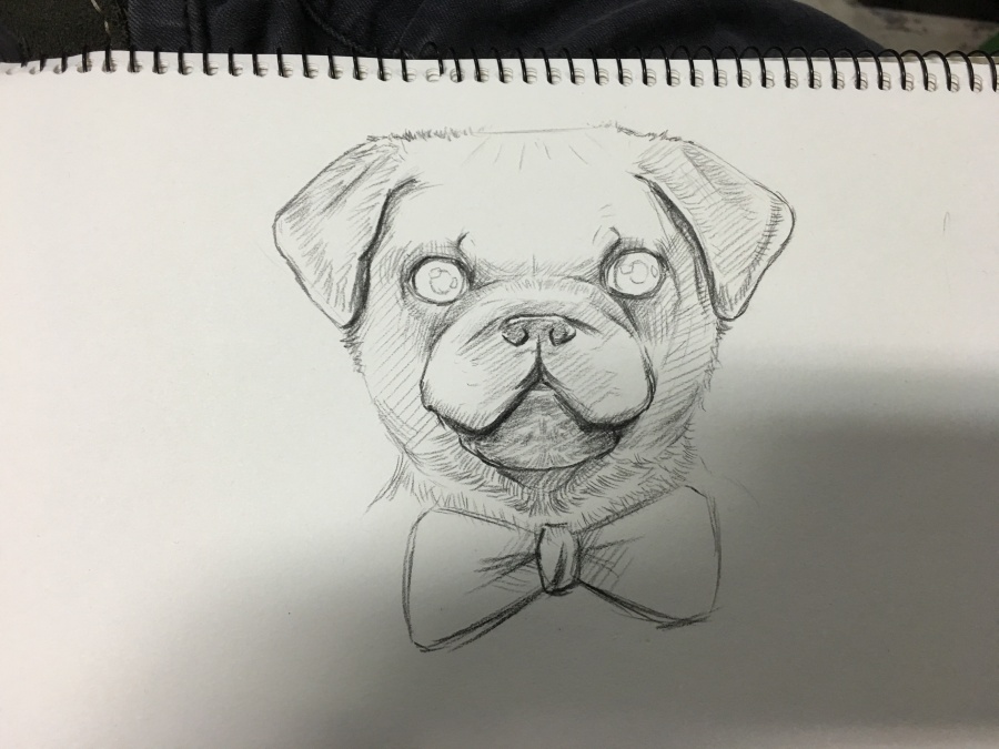 很可爱的狗狗素描|绘画习作|插画|浪得丢丢 - 原