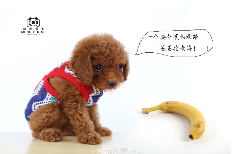 北京萌宠宠物摄影工作室|宠物\/动物|摄影|huang