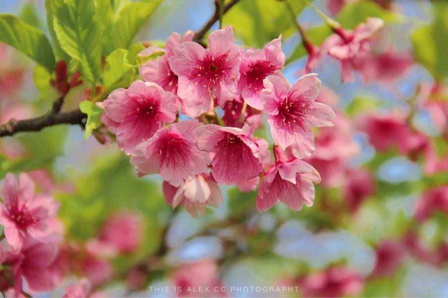 上海大宁灵石公园\/樱花盛开\/花之物语\/摄影|风光
