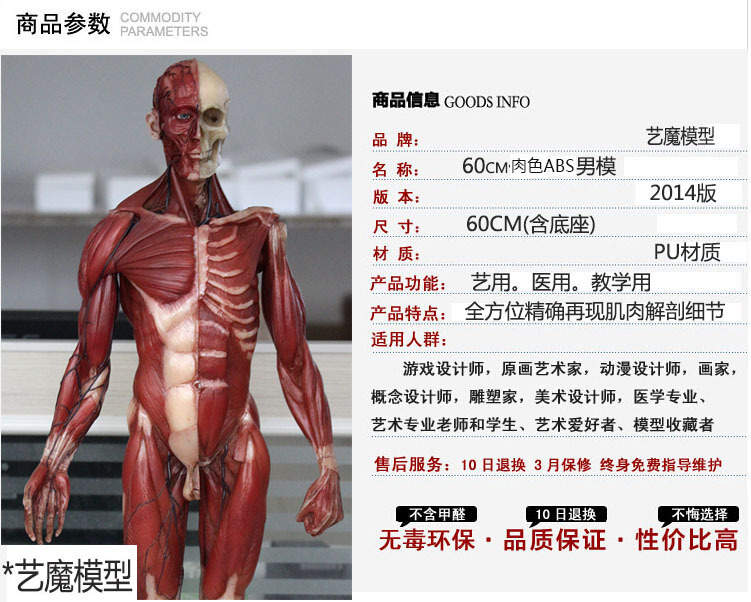 艺用人体肌肉解剖模型淘宝网页详情