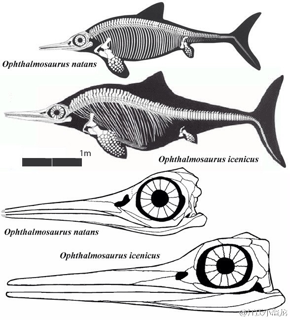 侏罗纪海洋的大萌眼----大眼鱼龙的雕塑创作过程|||柳叶刀六爷 - 设计文章\/教程分享 - 站酷 (ZCOOL)