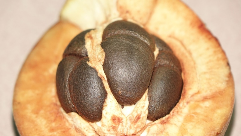 你所不知道的手工茶油压榨过程,那渐行渐远的