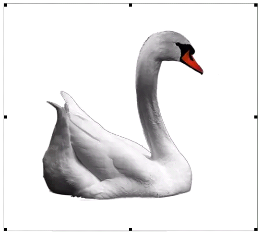 PS设计打造墨染黑天鹅海报|案例解析|酷友观点