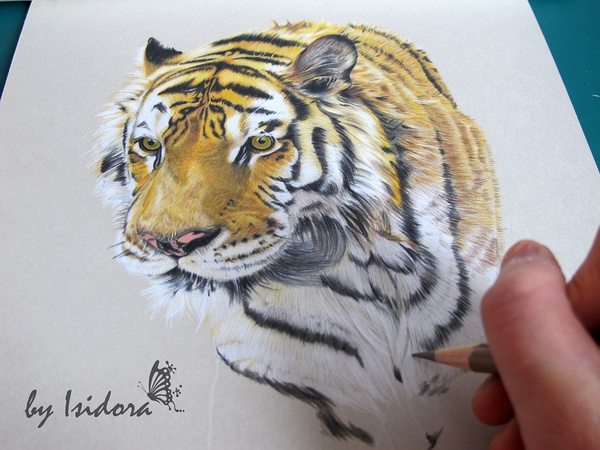 Tiger 彩铅手绘过程|绘画|原创\/自译教程|Isidora
