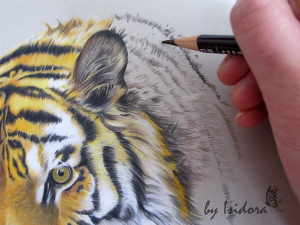 Tiger 彩铅手绘过程|绘画|原创\/自译教程|Isidora