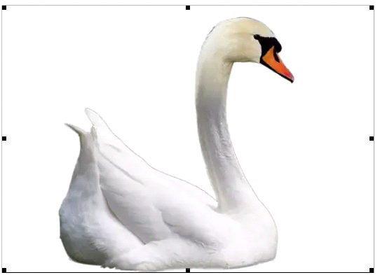 PS设计打造墨染黑天鹅海报|案例解析|酷友观点