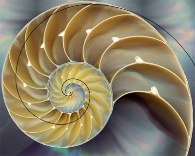 贝壳的纹路是按照螺旋线的规律所生长