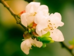 海棠花 - 图片大全,素材搜索,设计素材下载 - 站