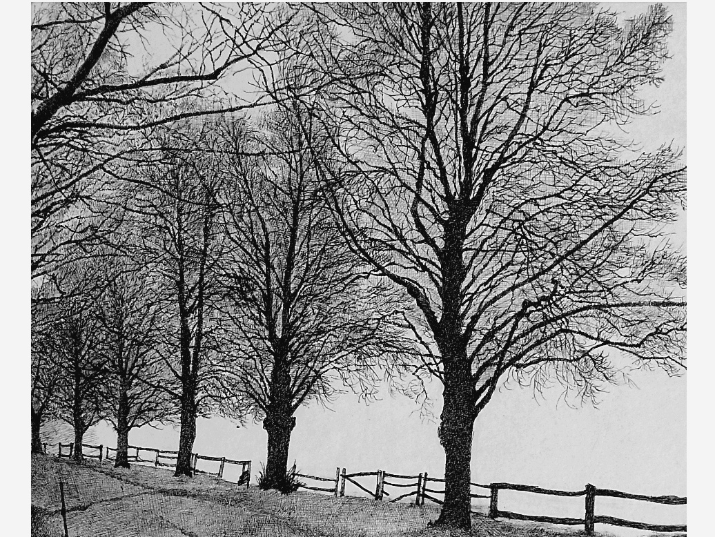 钢笔画树