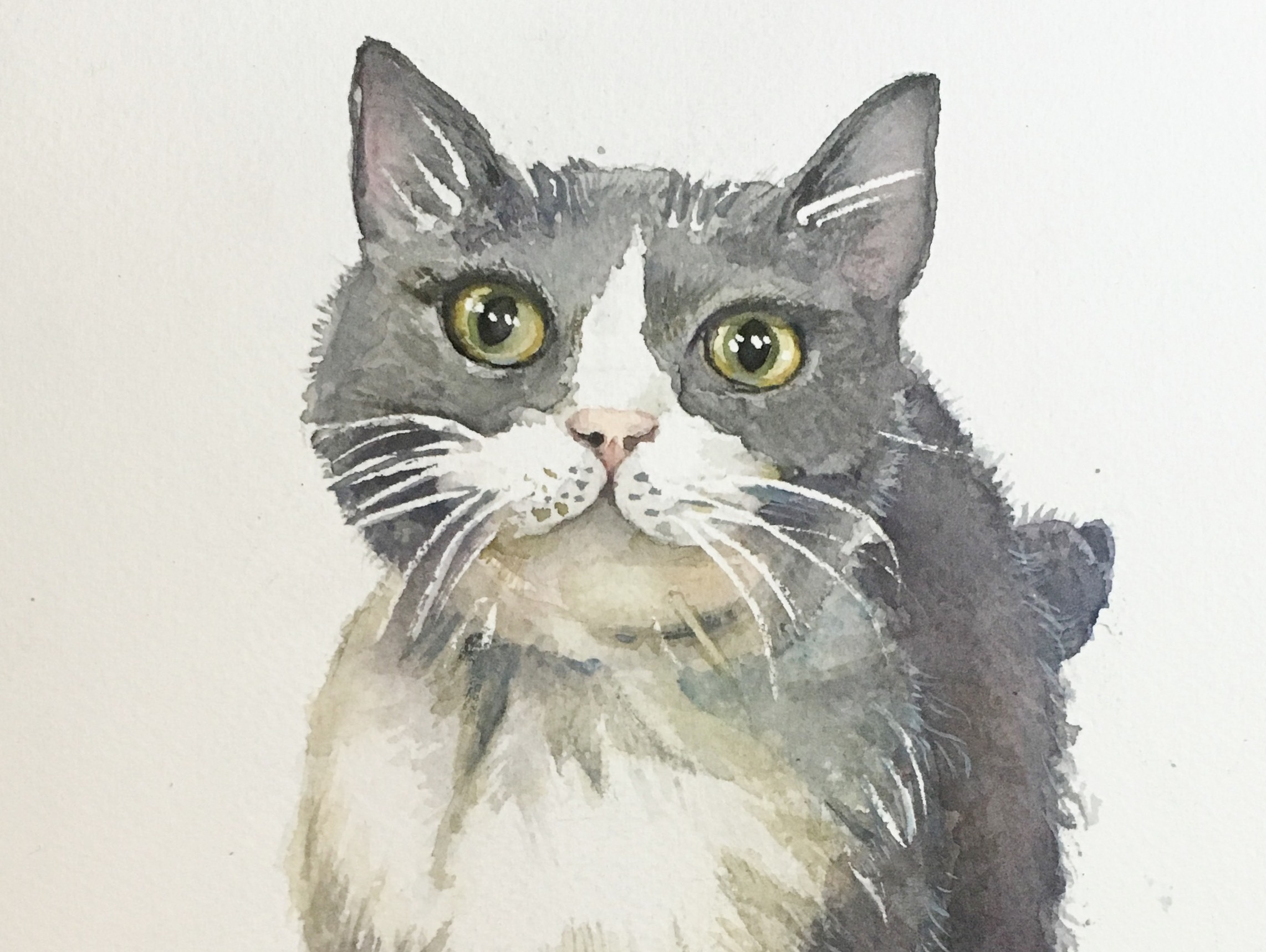 水彩猫咪