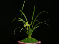 花店海报 - 图片大全,素材搜索,设计素材下载 - 