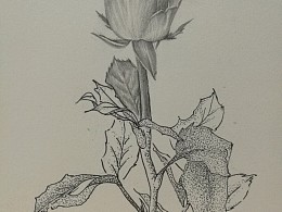 玫瑰素描小稿