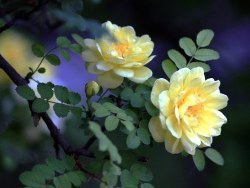 蔷薇花 - 图片大全,素材搜索,设计素材下载 - 站