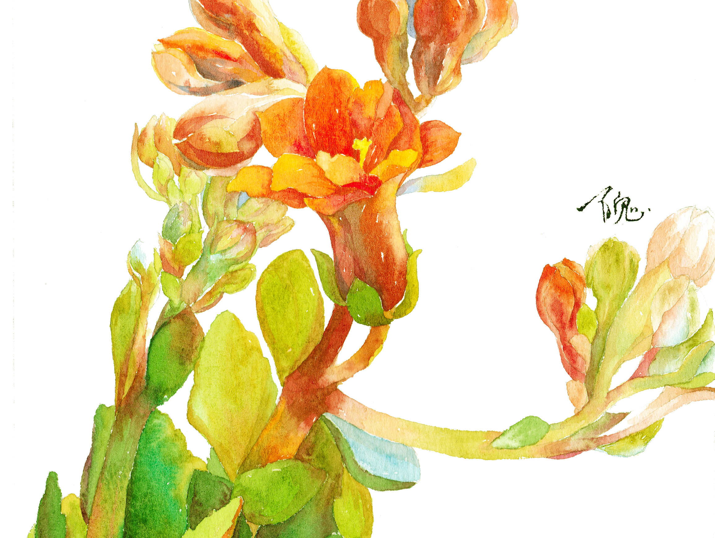 水彩长寿花绘画过程图