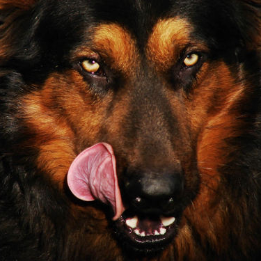 高洁与大狼狗张