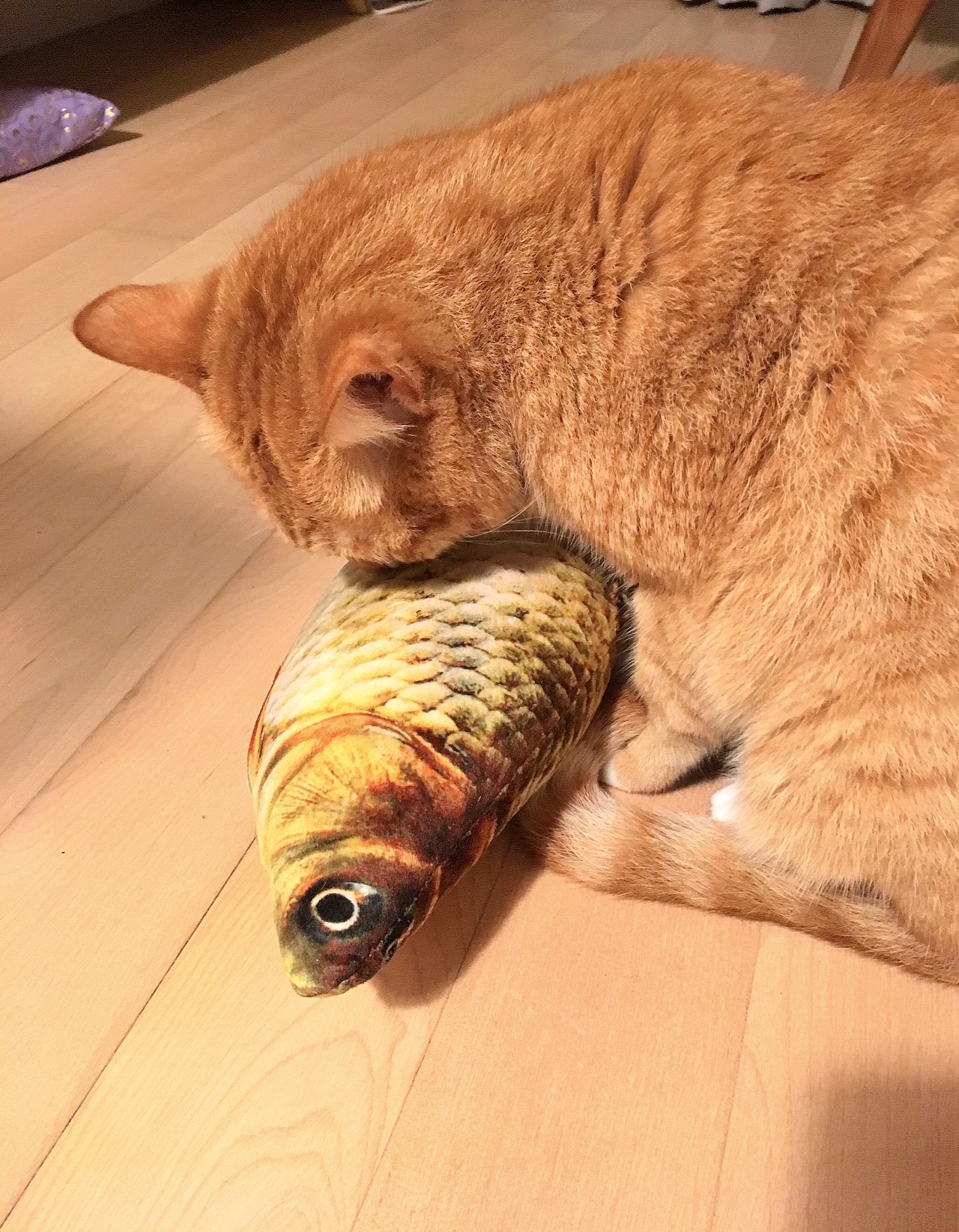 小猫吃鱼.       