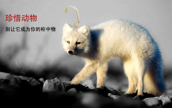 保护动物珍惜动物禁止皮草公益海报 - 搜素材 - 站酷