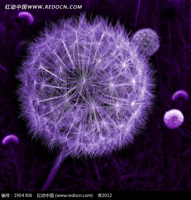 蒲公英的种子的淡紫色图片