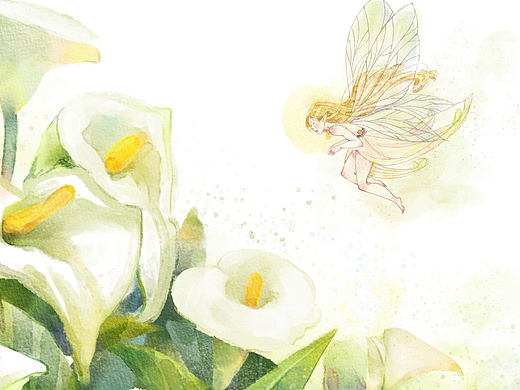 海芋花之恋