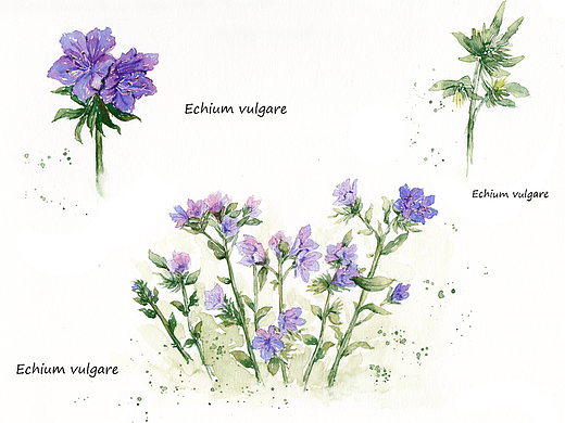 蓝蓟（个人主页-ZMjMwODAzODA=） - 商业插画 - 站酷设计师花花酱O原创素材 - 站酷ZCOOL