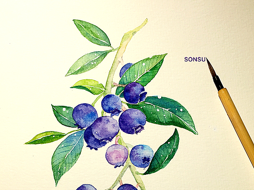 水彩练习 蓝莓