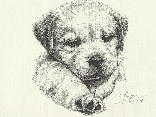 萌犬素描