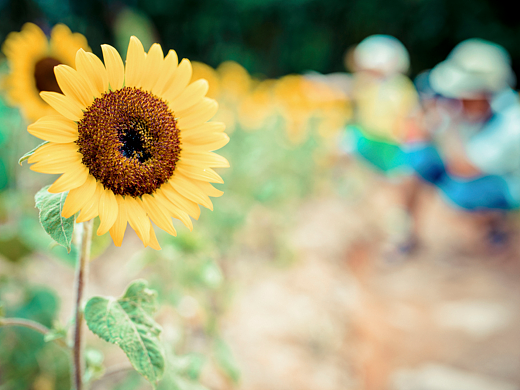 2017.7.30会展中心向日葵