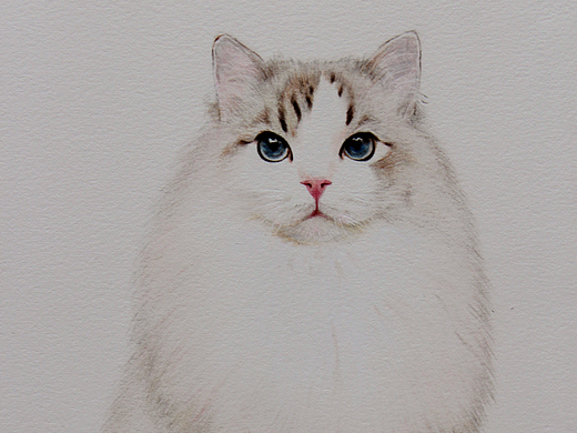 彩铅布偶猫